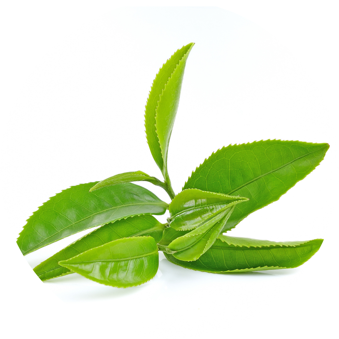 Green Tea Extract