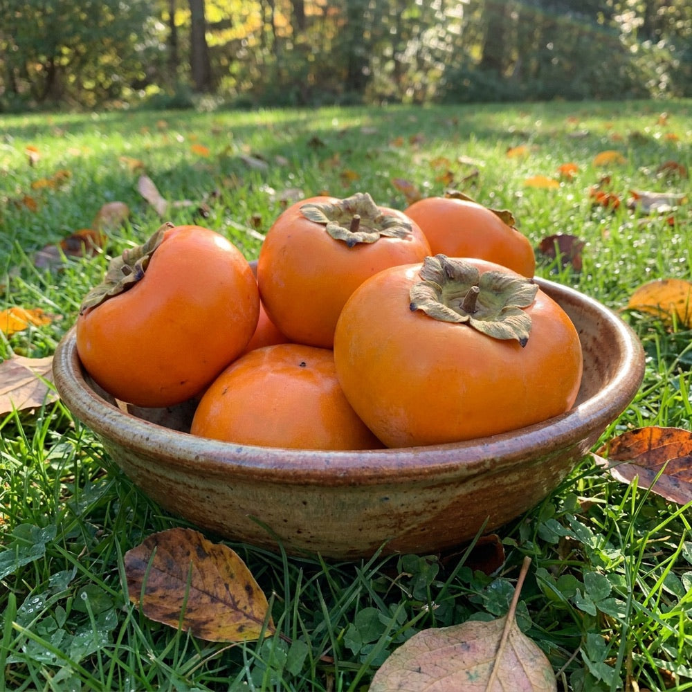 Fresh persimmons in a bowl